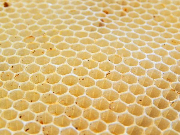 Üres Viasz Méhcombok Textúrája Amelyet Méhek Építettek — Stock Fotó