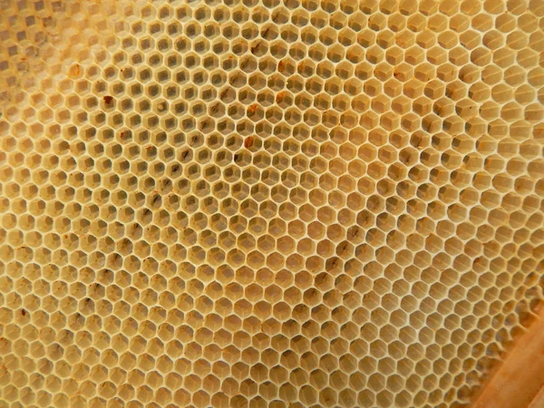 ミツバチが作った空のワックスハニカムの質感 トップビュー — ストック写真