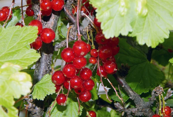 Passa Corinto Vermelha Cresce Bush Bunches Passa Corinto Vermelha Folhas — Fotografia de Stock