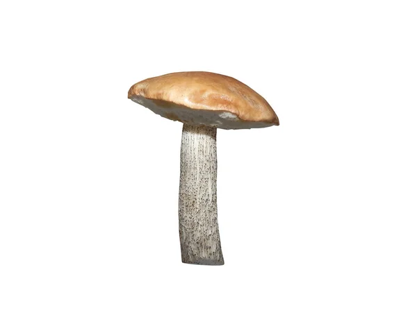 在白色背景上分离的蘑菇抱子莲 — 图库照片