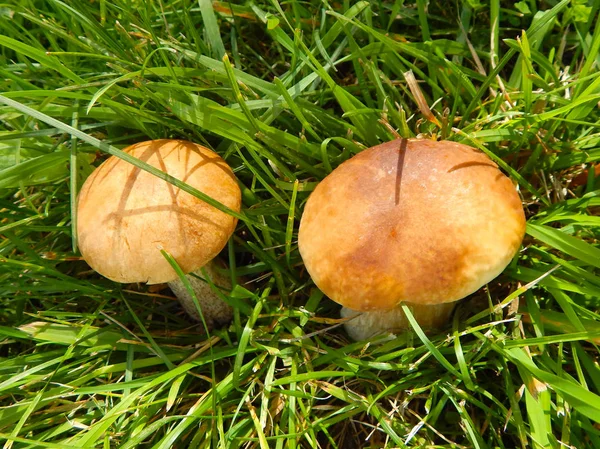 Dois Cogumelos Boleto Grama Verde Luz Solar — Fotografia de Stock