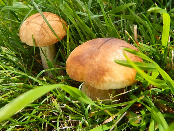 Δύο Μανιτάρια Boletus Πράσινο Γρασίδι Στο Φως Του Ήλιου — Φωτογραφία Αρχείου