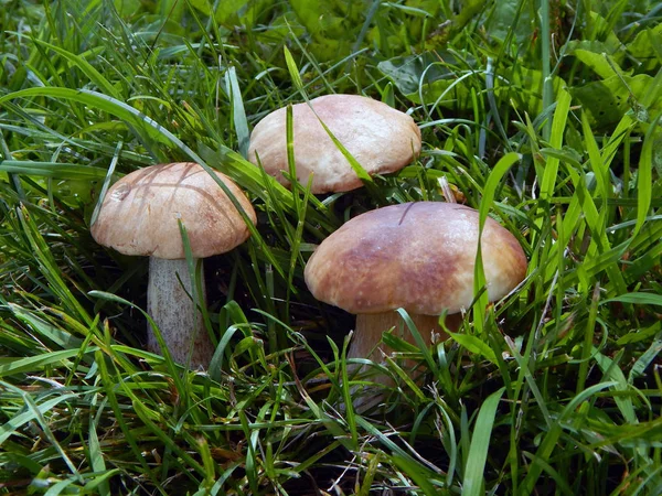 Três Cogumelos Boleto Grama Verde Luz Solar — Fotografia de Stock