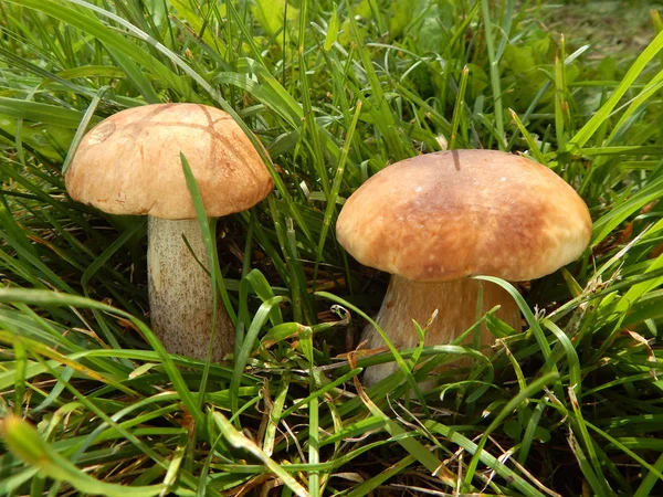 Dois Cogumelos Boleto Grama Verde Luz Solar — Fotografia de Stock