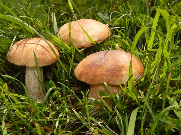 Три Гриба Boletus Зеленой Траве Солнечном Свете — стоковое фото