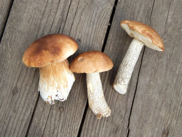Ahşap tahtaların arka planında üç boletus mantarı