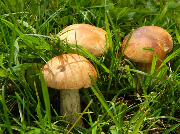 Três Cogumelos Boleto Grama Verde Luz Solar — Fotografia de Stock