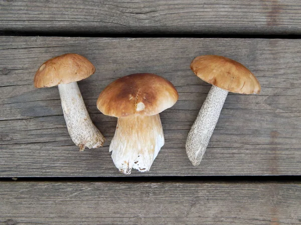 Três Cogumelos Boleto Contexto Conselhos Madeira — Fotografia de Stock