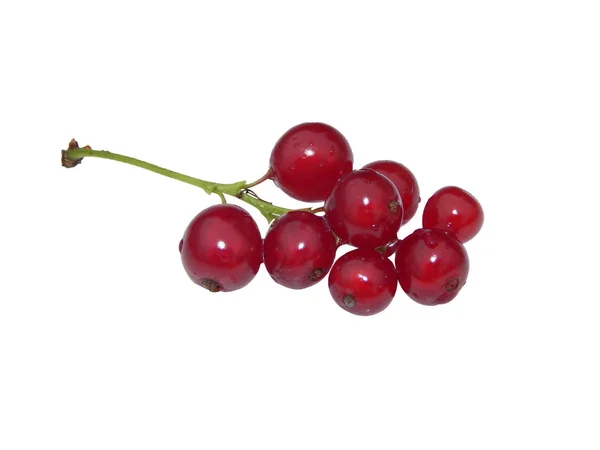 Sprig Ribes Rosso Sfondo Bianco — Foto Stock