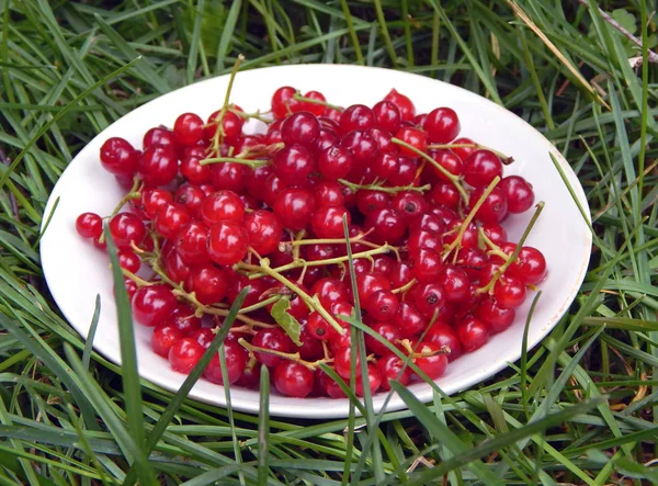 Çimenlerde Beyaz Bir Tabak Üzerinde Olgun Kırmızı Frenk Üzümü — Stok fotoğraf