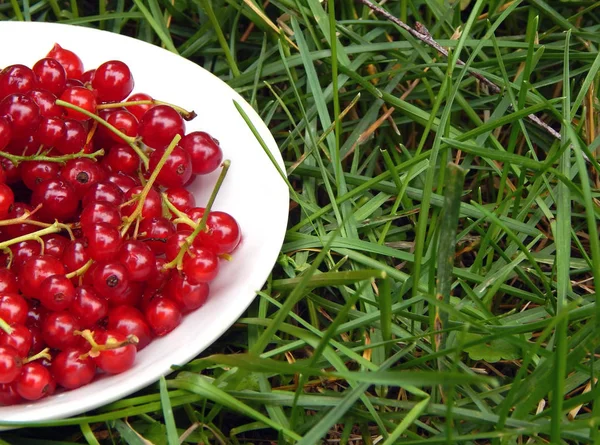 Çimenlerde Beyaz Bir Tabak Üzerinde Olgun Kırmızı Frenk Üzümü — Stok fotoğraf