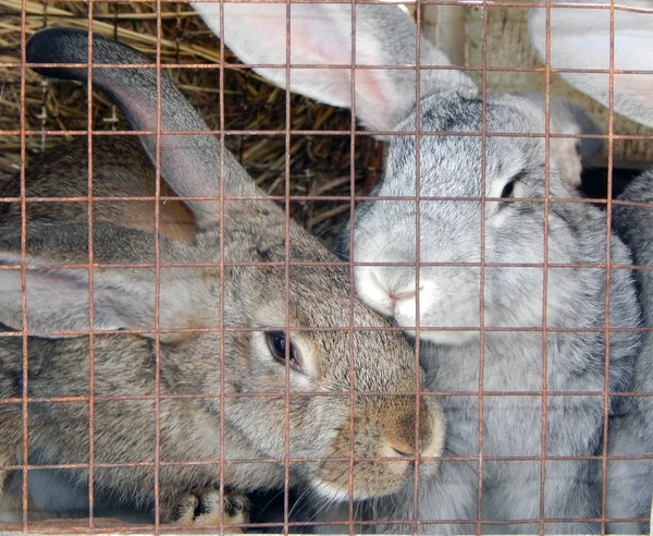 Серые Коричневые Кролики Клетке Фермерство — стоковое фото