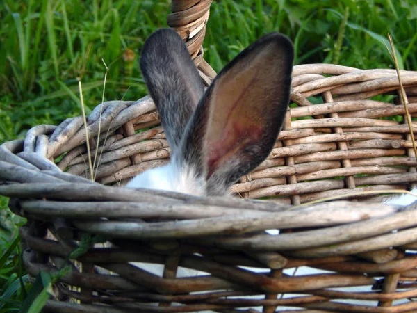 Brown rabbit ears peeking out of the basket. Easter bunny