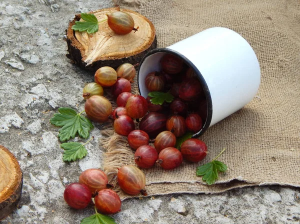 Maturare Rosso Verde Uva Spina Fuoriesce Una Tazza Metallo Bianco — Foto Stock