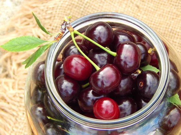 Mucha Uva Dulce Jugosa Cerezas Borgoña Con Ramitas Verdes Hojas —  Fotos de Stock