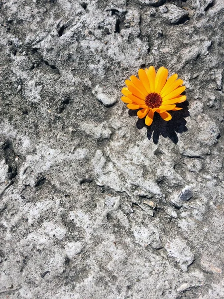 Fleur Sauvage Orange Sur Fond Béton Gris Avec Des Taches Photo De Stock