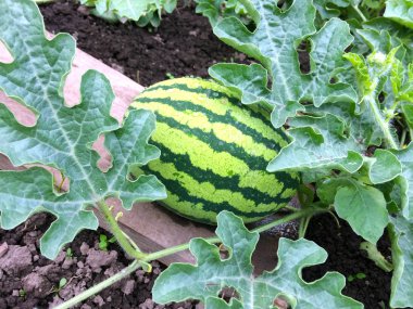 Bahçede büyüyen genç küçük çizgili karpuz