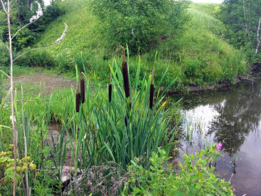Sazlikküçük bir gölet yakınında büyür