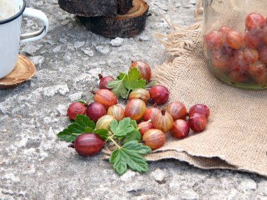 Olgun kırmızı bektaşi üzümü ve çuval bir peçete üzerinde yatan yaprakları. Beton arka plan