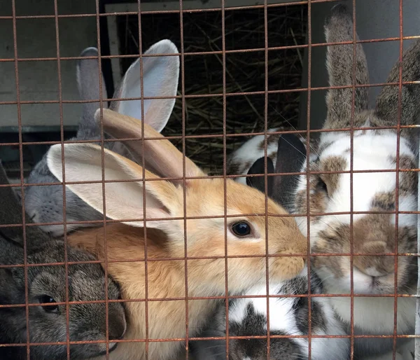 Vários Coelhos Adultos Uma Gaiola Com Barras Metal Agricultura — Fotografia de Stock