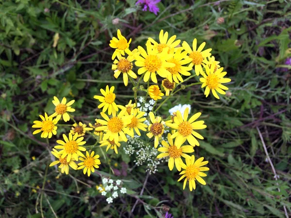 Schöne Bunte Kleine Wildblumen Auf Sanftem Hintergrund — Stockfoto