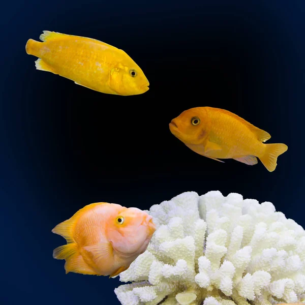 배경에 분리되어 색깔의 수족관 물고기 — 스톡 사진