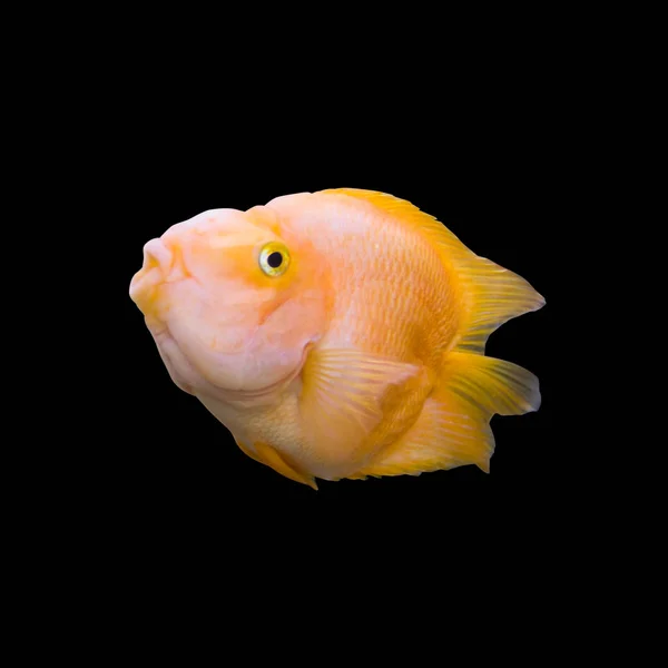 Multicolor Peces Acuario Brillante Aislado Sobre Fondo Negro — Foto de Stock