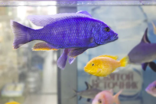 Akvaryumdaki Renkli Parlak Balıklar — Stok fotoğraf