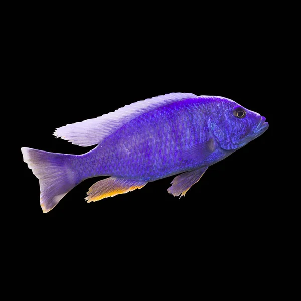 Multicolored Bright Aquarium Fish Isolated Black Background — Stock Photo, Image