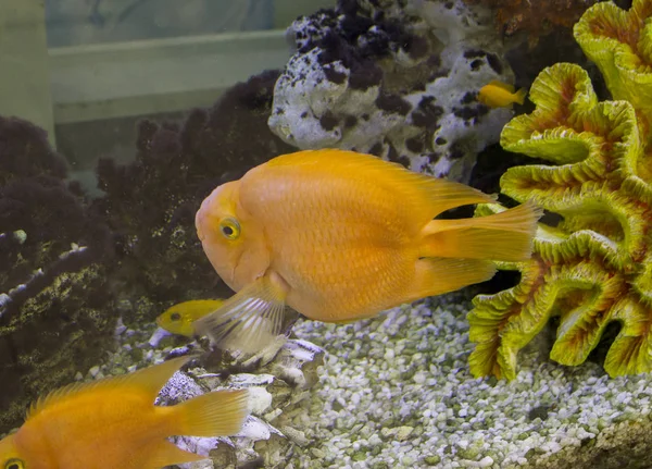 Pesci Vivaci Colorati Nell Acquario — Foto Stock