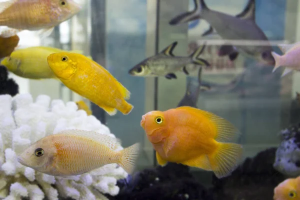 Colorful bright fish in the aquarium