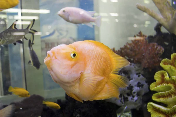 Poisson Lumineux Coloré Dans Aquarium — Photo