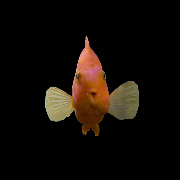 Multicolored Bright Aquarium Fish Isolated Black Background — Stock Photo, Image