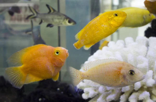Akvaryumdaki Renkli Parlak Balıklar — Stok fotoğraf
