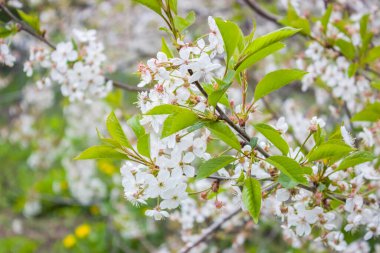 Kiraz çiçeklerinin beyaz çiçekleri. Arkaplan, bahar