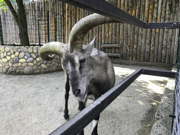 Uma Cabra Com Grandes Chifres Zoológico Animal Cinzento Chifres Grandes — Fotografia de Stock