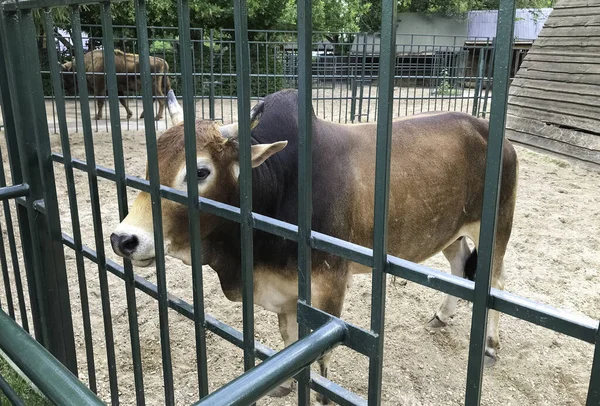 Dwarf Zebu behind an iron fence at the zoo, Latin name:\