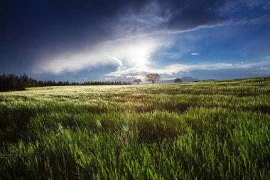 Mavi gökyüzünde yeşil pancar alanı ve güneş. Tarımsal peyzaj