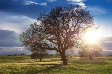 Mavi gökyüzünde yeşil pancar alanı ve güneş. Tarımsal peyzaj