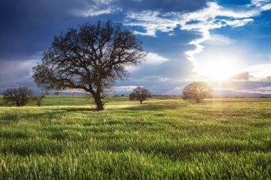 Mavi gökyüzünde yeşil pancar alanı ve güneş. Tarımsal peyzaj
