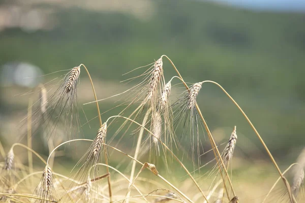 Wheat Field Ears Golden Wheat Close Beautiful Nature Sunset Landscape — Stock Photo, Image