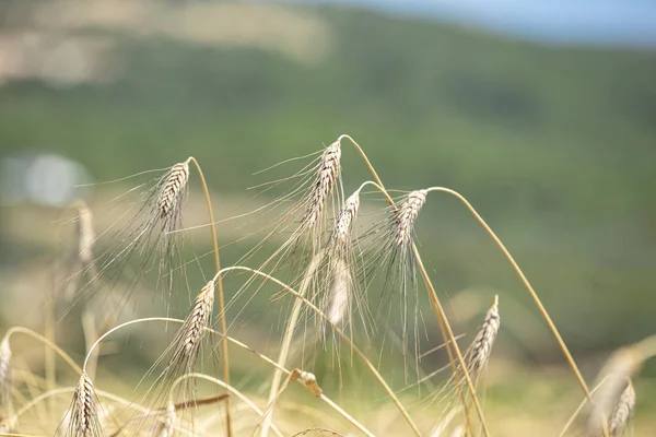아름다운 아래의 밀밭의 물결치는 수확에 — 스톡 사진