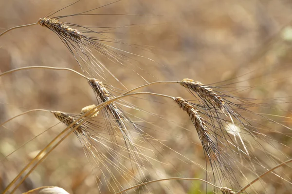 Vetefält Öron Gyllene Vete Nära Håll Vacker Natur Solnedgång Landskap — Stockfoto