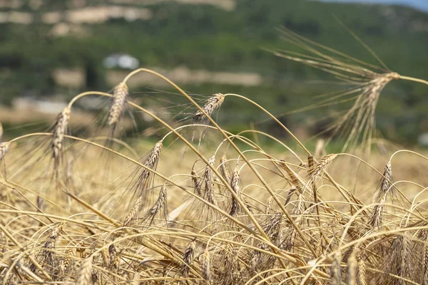 Pšeničné Pole Uši Zlaté Pšenice Zblízka Krásná Krajina Západu Slunce — Stock fotografie
