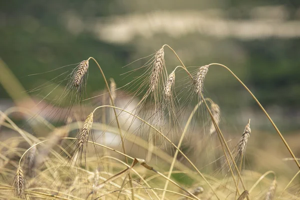 Pšeničné Pole Uši Zlaté Pšenice Zblízka Krásná Krajina Západu Slunce — Stock fotografie