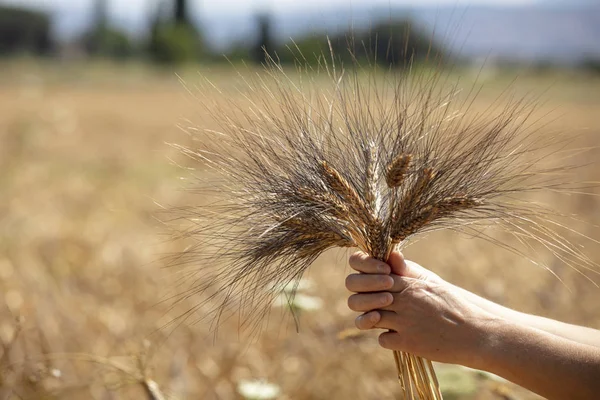 Agronom Pšeničném Poli Drží Zralou Pšenici Rukou Koncept Hospodaření — Stock fotografie