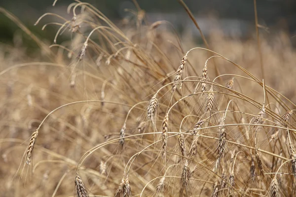 Wheat Field Ears Golden Wheat Close Beautiful Nature Sunset Landscape — Stock Photo, Image