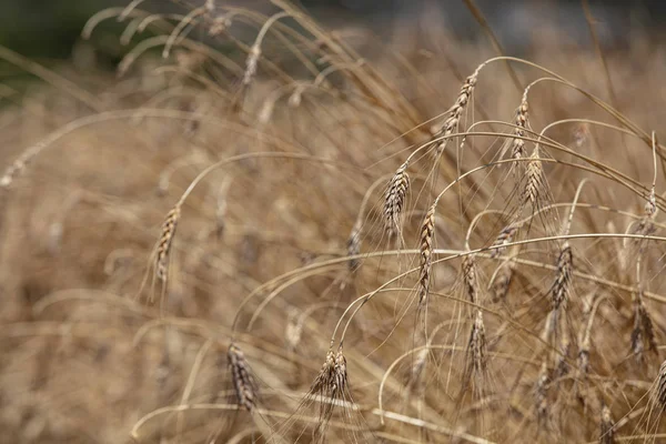 Wheat Field Ears Golden Wheat Close Beautiful Nature Sunset Landscape — Stock Photo, Image
