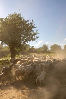 Koyunlar yeşil çimlerde ve akşam gökyüzü ışıkla