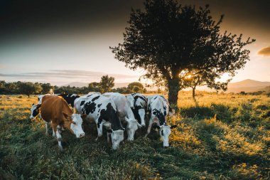 İnekler yeşil çimlerde ve akşam gökyüzü ışıkla